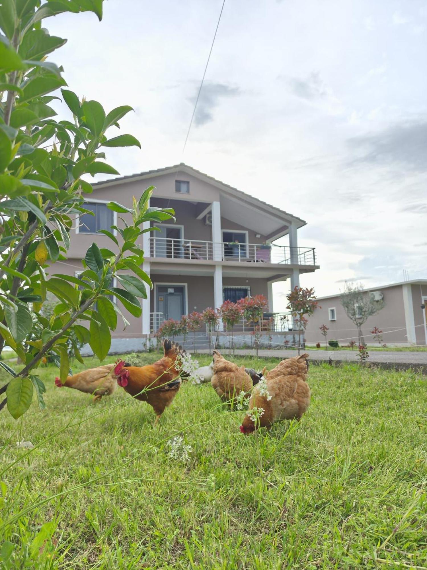 Hotel Villa Ballkan Grilë 外观 照片